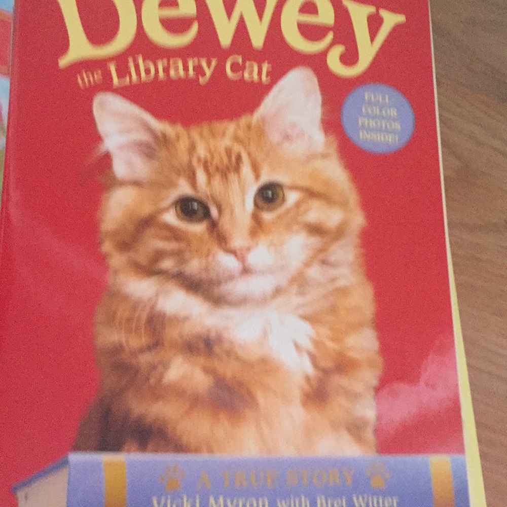 Dewey the library cat
